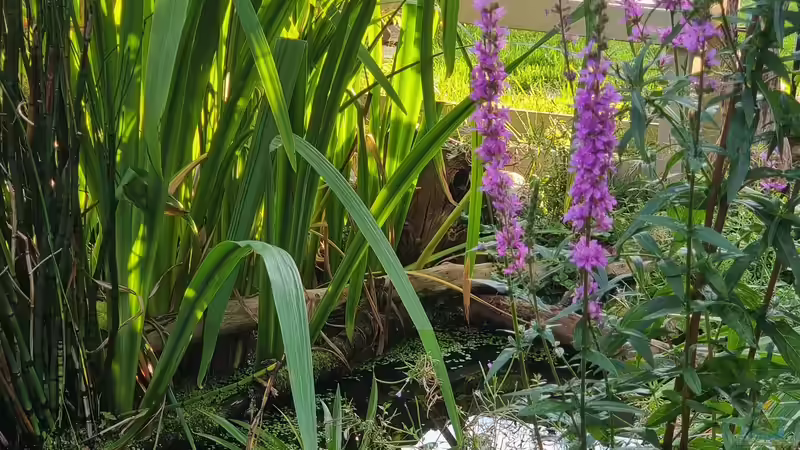 Mini Naturteich mit heimischen Arten von ninfa (2)
