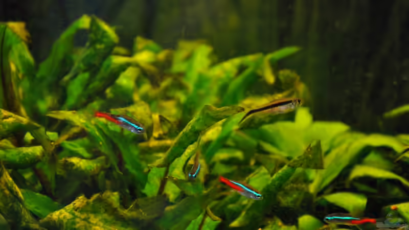 Mini Neon von Seelaender (10)