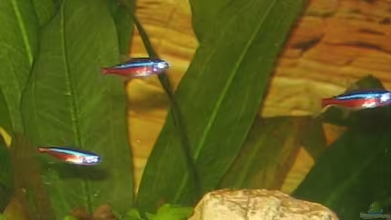 Mini-Neons von Gaspode (29)