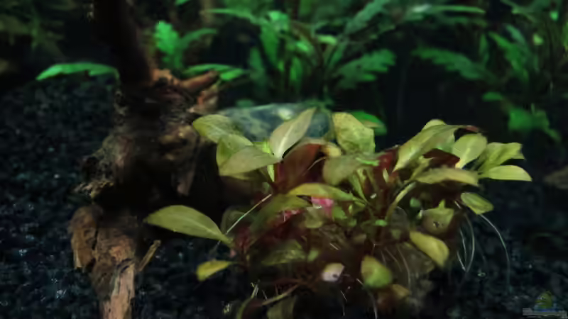 Mini Papageienblatt erholt sich langsam vom einpflanzen von Murphy1977 (12)