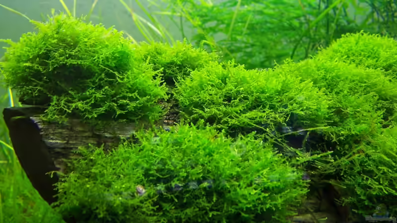 Mini Pellia von moosfan (7)