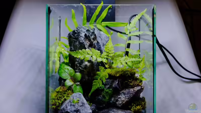 Mini-Regenwaldterrarium einrichten - Es geht auch artgerecht