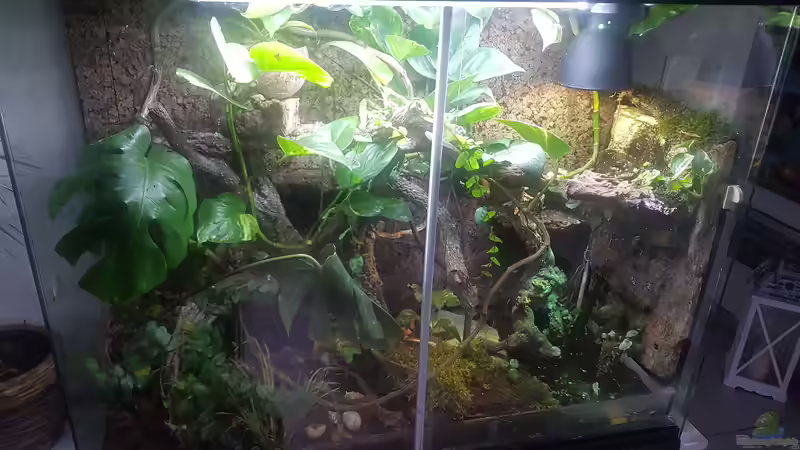 Mini-Regenwaldterrarium einrichten - Es geht auch artgerecht