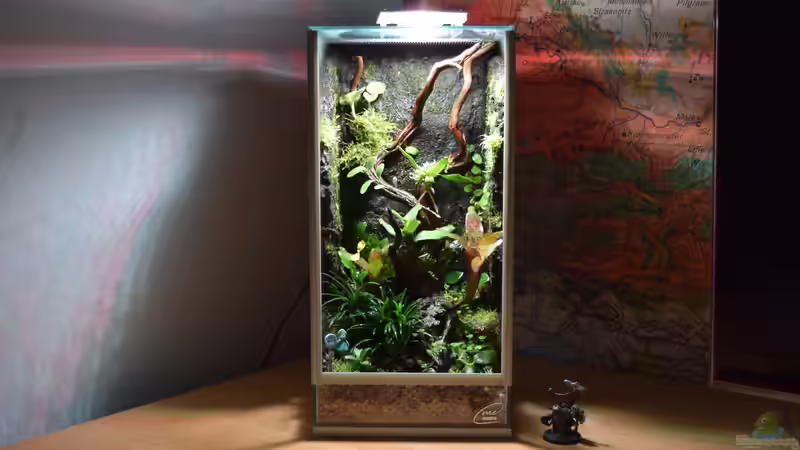 Mini-Regenwaldterrarium einrichten - Es geht auch artgerecht