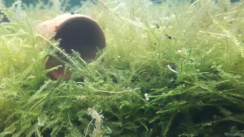 Mini-Ton-Blumentopf von Kaddi (13)