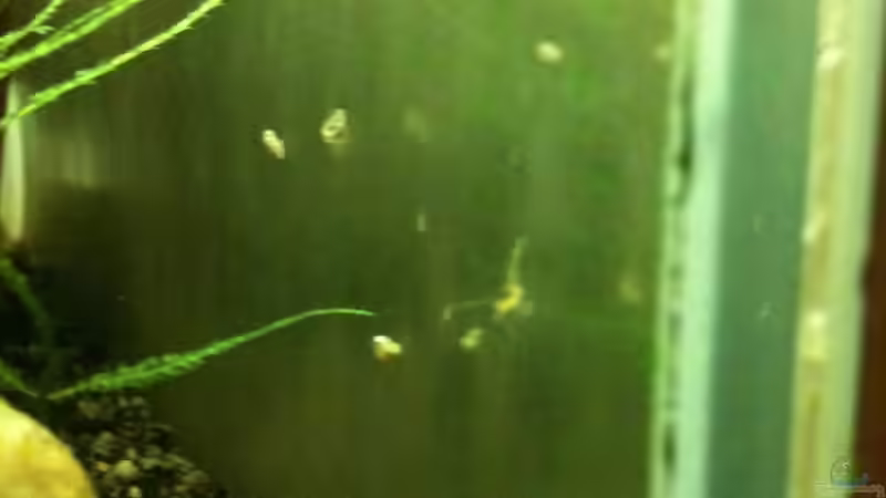 Mini YF + Raub TDS von Paul123 (15)