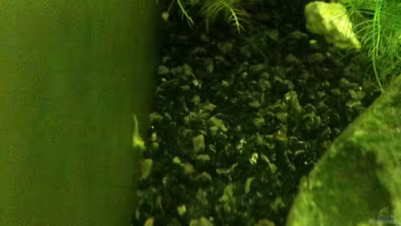 Mini YF von Paul123 (16)