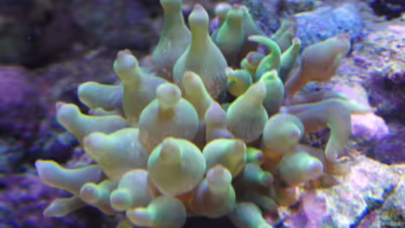 Minianemone von Steffen Ruck (22)