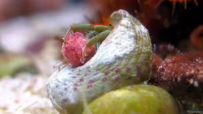 Minieinsiedler von Petra Kallmeyer (9)