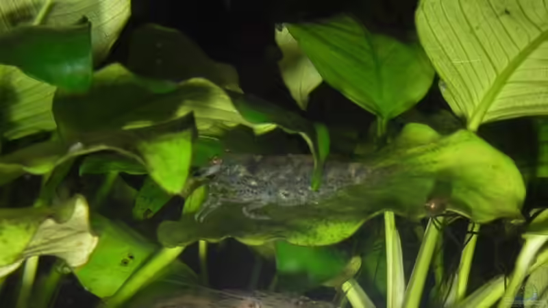 Minifächer-Amano-Tiger von JMB (7)