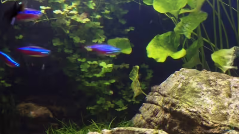 Minilandschaft von Der Nicky (50)