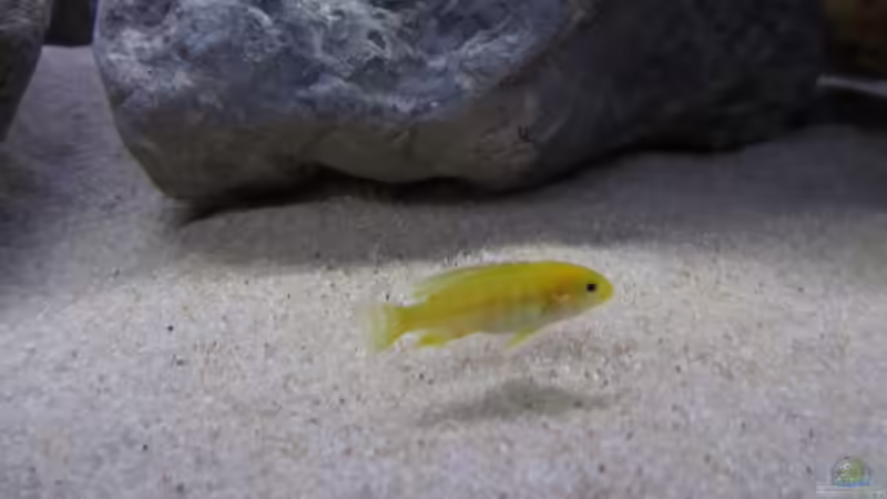 Minimi von Hörnchen (12)