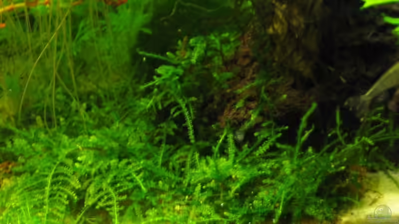 Minimoos von Silvia (10)