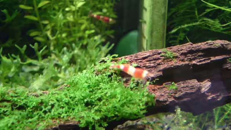 Minimoos (wächst auf der Wurzel) von Timo Wünsche (17)