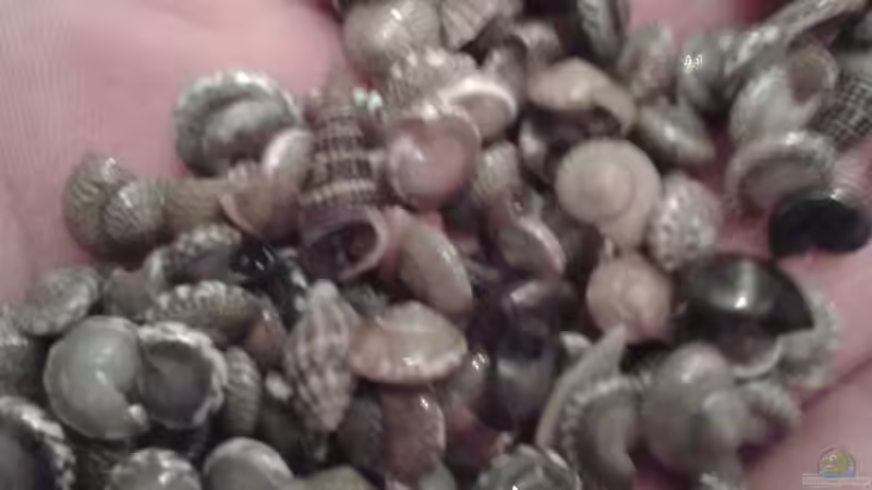 Minimuschelmix von Noah (18)