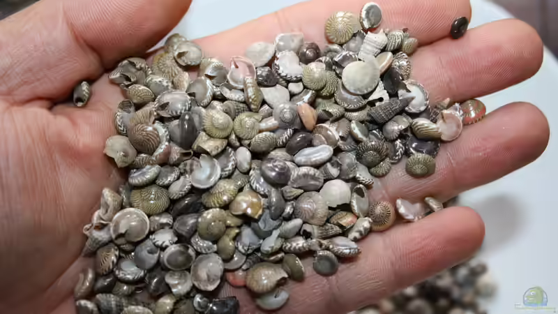 Minimuscheln in der Hand von Florian Bandhauer (64)