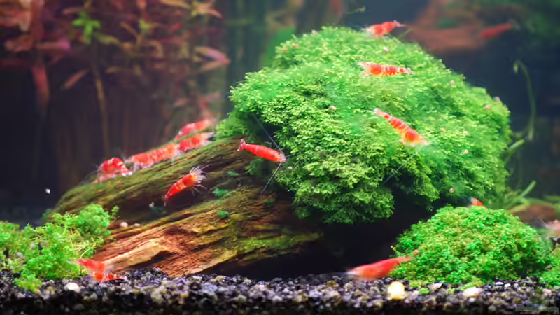 Minipelia von Chili (10)