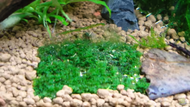 Minipeliamoos von Aquarienfreund44 (6)