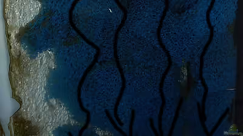 Minipumpe mit 135L/h versorgt UV-C mit 11W im Dauerbetrieb von African Lake (10)