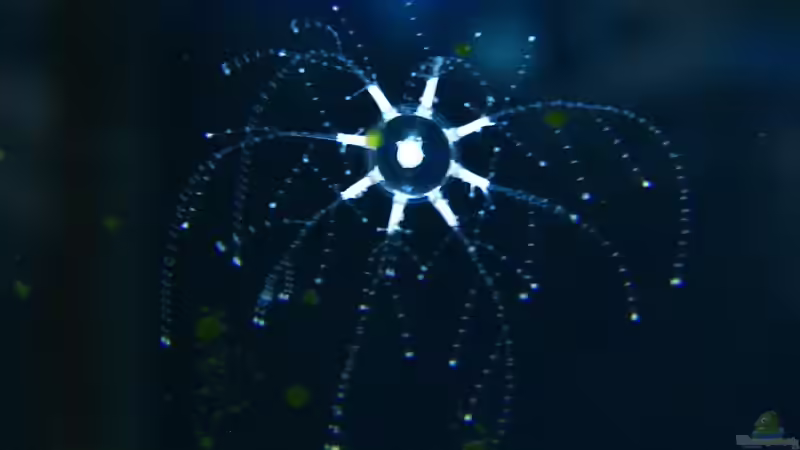 Miniquallen  von Petra Kallmeyer (11)