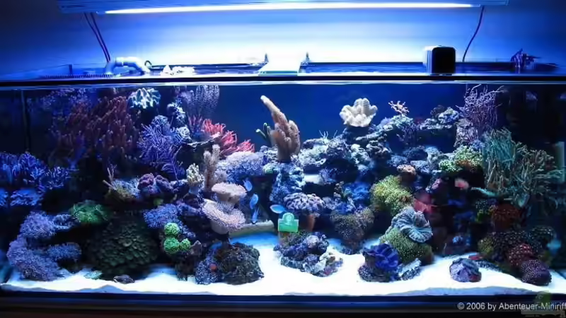 Miniriff am 17.07.06 von Petra Kallmeyer (2)