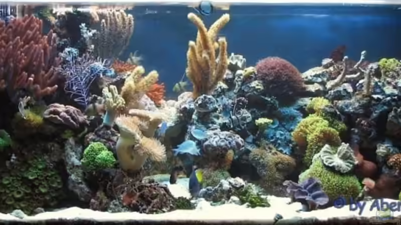 Miniriff am 3.10.06 von Petra Kallmeyer (3)