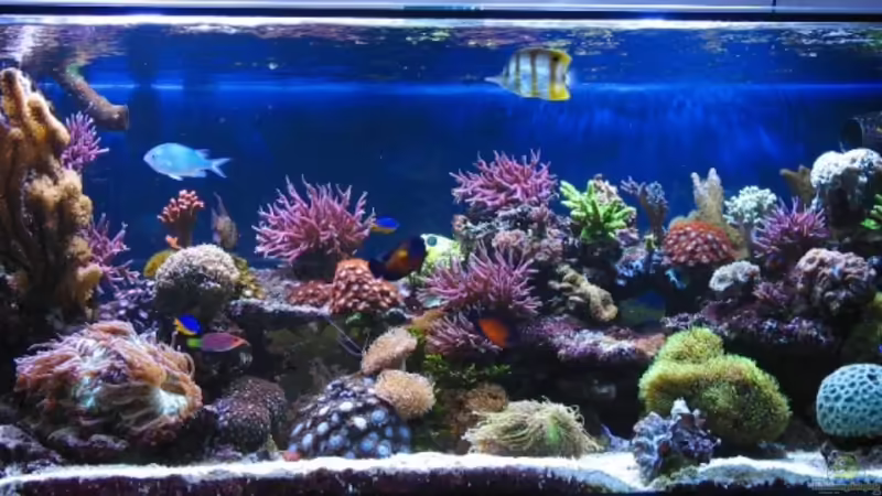 Miniriff im November 2008 von Petra Kallmeyer (1)