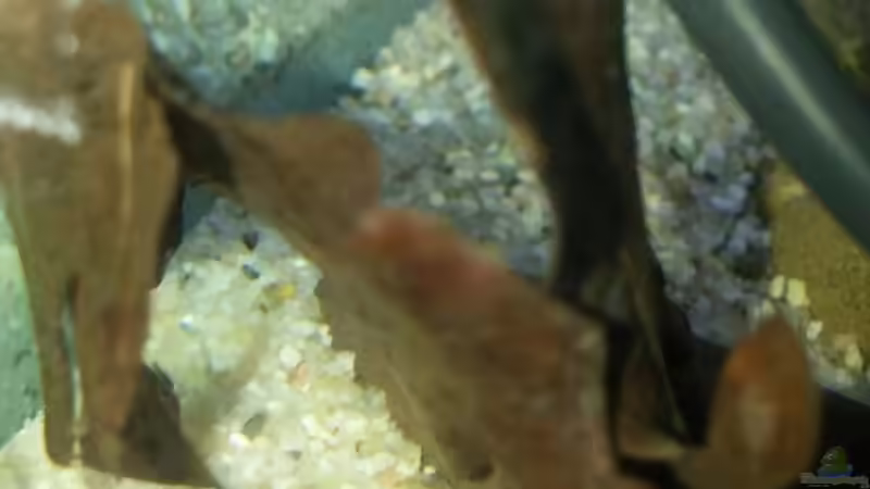 Minis  von Miss Kasimir (26)