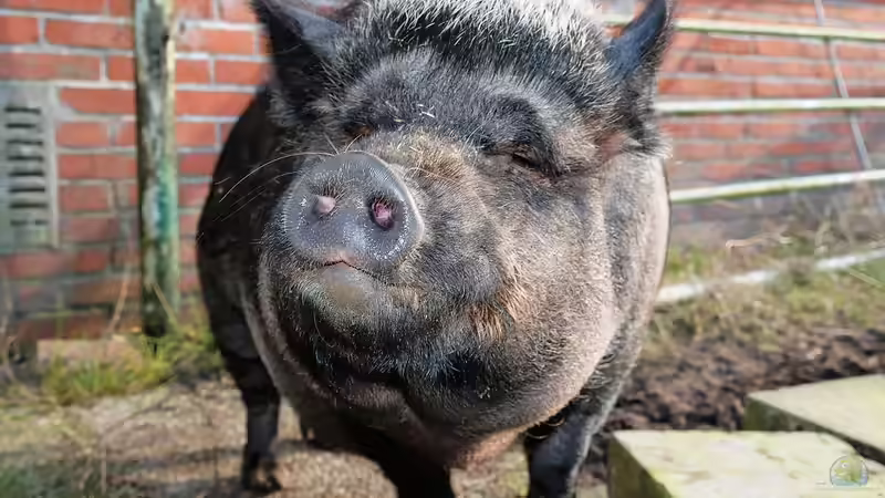 Minischwein im Garten - Haltung, Pflege und Alltag mit den kleinen Schweinen