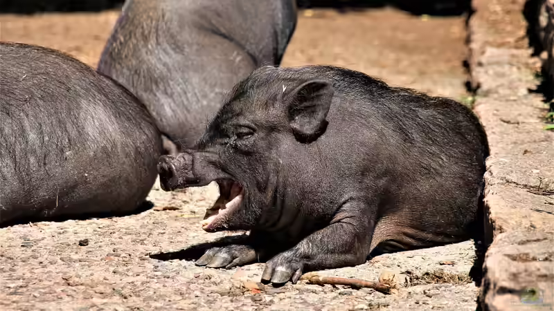 Minischwein im Garten - Haltung, Pflege und Alltag mit den kleinen Schweinen