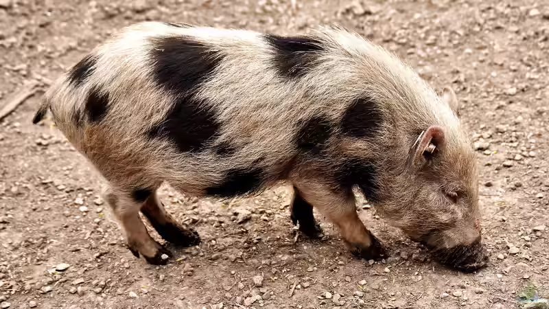 Minischwein im Garten - Haltung, Pflege und Alltag mit den kleinen Schweinen