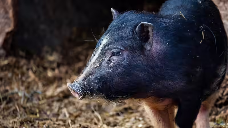 Minischwein im Garten - Haltung, Pflege und Alltag mit den kleinen Schweinen