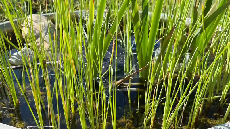 Miniteich mal anders: Die lustigsten und ungewöhnlichsten Gefäße für einen kleinen Teich