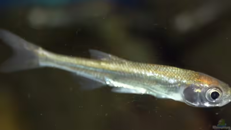 Miniteich mit Fischen: Welche Arten sind geeiget?