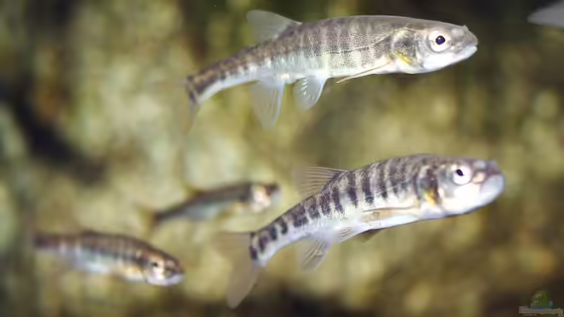 Miniteich mit Fischen: Welche Arten sind geeiget?