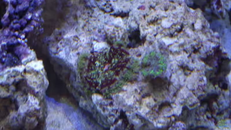 MinMax Anemone + Ricordea Yuma greenstripe von Dr. Manhattan (11)