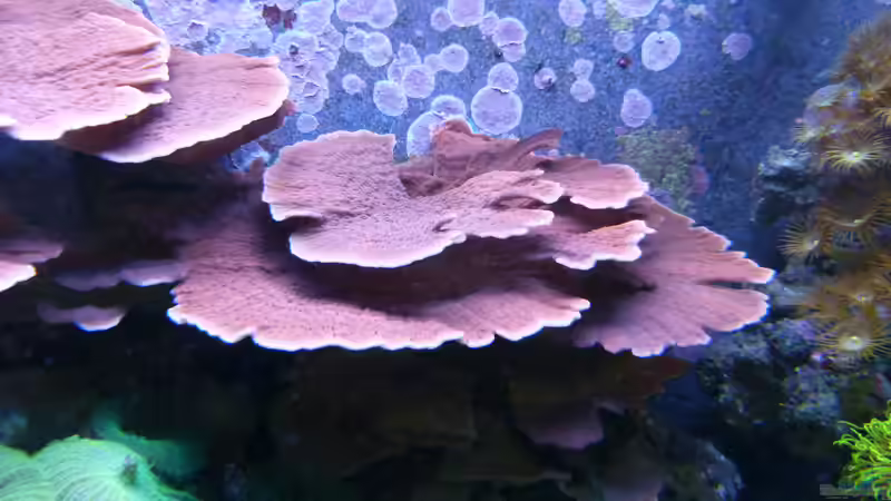 Mintipora von Artur Wegert (13)