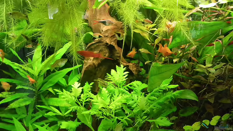 Mir  gefällts 18.12.2011 von Bazzi (60)