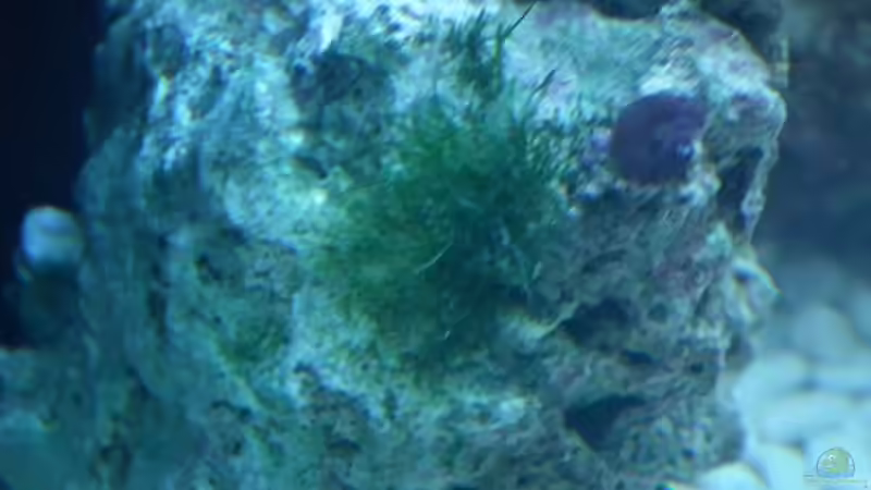 Mir noch unbekannte alge oder was ähnliches von Peter Tippmar (26)