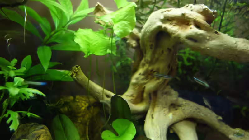 Mir unbekannte Pflanze von Christian S. (4)