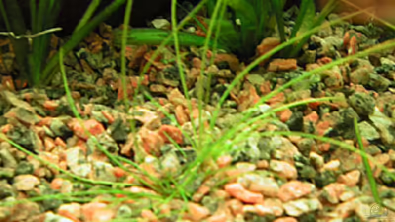 Mir unbekanntes, kleinbleibendes Haarkraut von Oliver Altorfer (13)