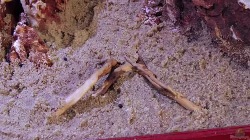 Mir war der sandbereich zu ´kahl´... nach langem tüfteln das Ergebnis von Bjarke (22)