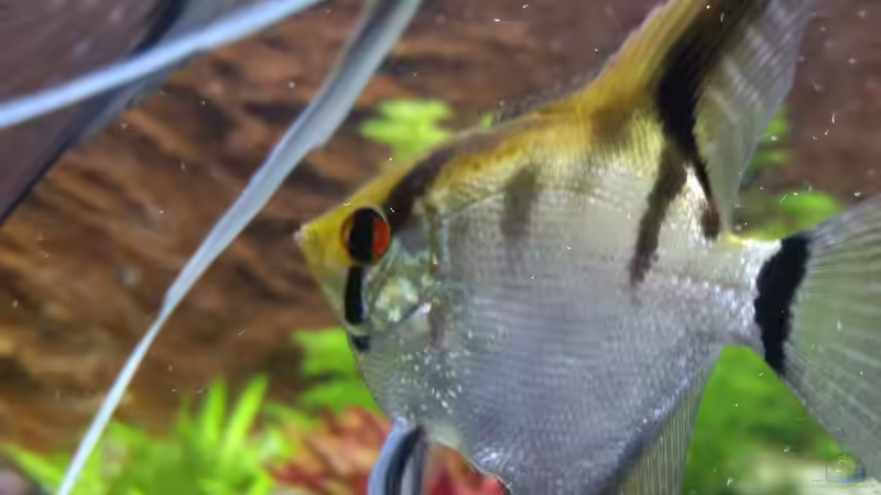 Mirena von Sanyarhu (15)