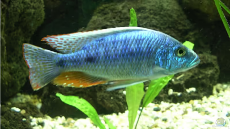 Mischling Vater strigatus,Mutter ahli von Bernd Niehoff (49)