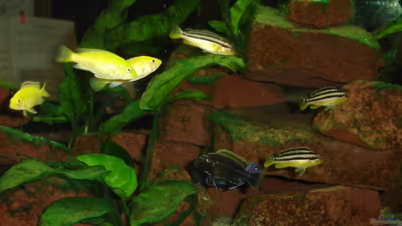 Mischmasch :-) von Roadrunner 68 (34)