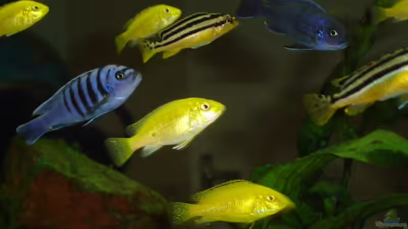 Mischmasch :-) von Roadrunner 68 (35)