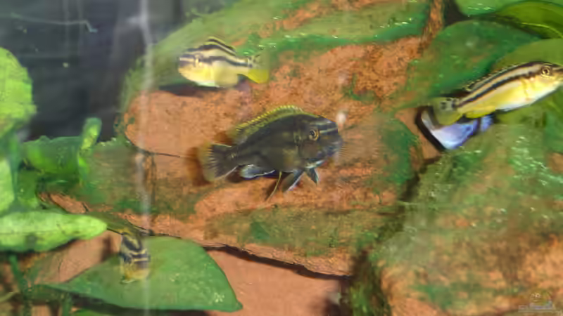 Mischmasch :-) von Roadrunner 68 (37)