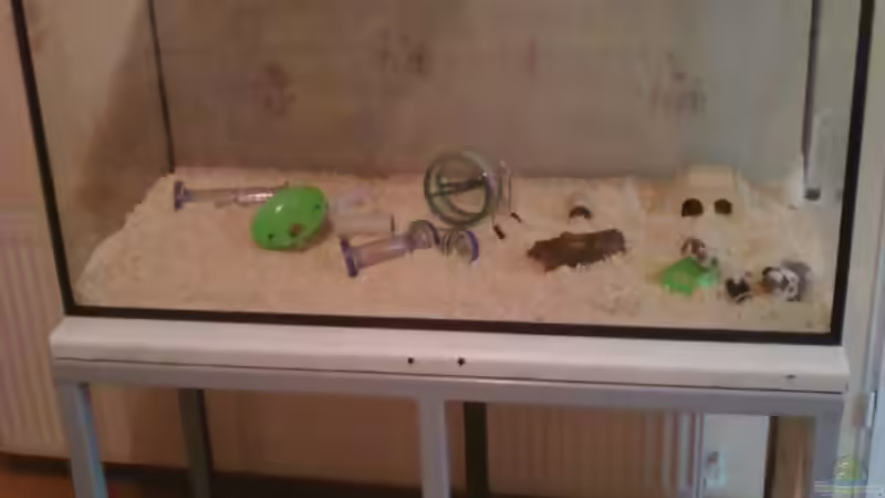 Missbrauchtes Becken bekommen anfang April  von CICHLID (4)