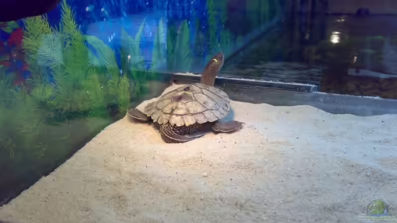 Mississippi Flussschildkröte beim Sonnen von Thomas Höppner (19)