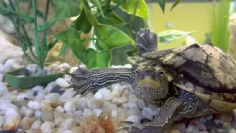 Mississippi Flussschilkröte von Thomas Höppner (14)